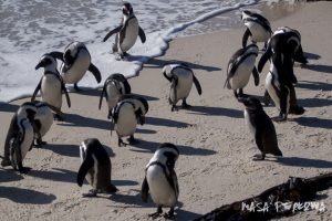 Kapsztad pingwiny Boulder Beach