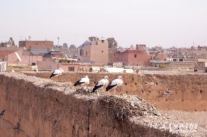 Marrakesz Maroko Grobowce Saadytów